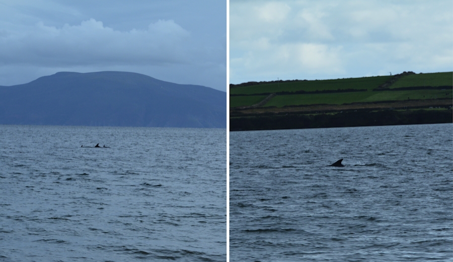 Delphine in der Bucht von Ventry / Ceann Tra